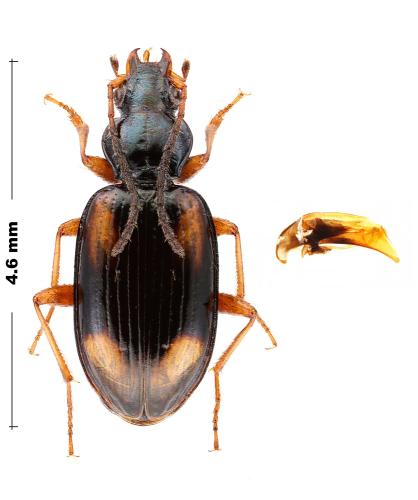 Bembidion bualei